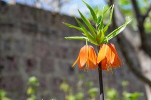 Hassel kejserlig blomma foto