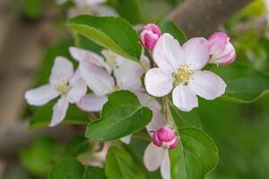 äpple blommor blomma foto