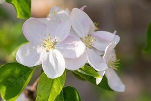 äpple blommor blomma foto