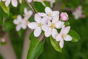 äpple blommor blomma foto