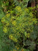 dill blooms i de trädgård foto