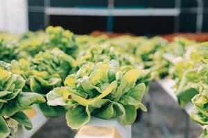 kvinna trädgårdsmästare inspekterar kvalitet av grön ek sallad i växthus trädgårdsarbete. kvinna asiatisk hortikultur jordbrukare odla friska näring organisk sallad grönsaker i hydroponiska jordbruksnäringen odla. foto