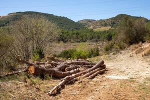 fällda träd trunkar lögn på de sida av en lantlig väg på en solig dag foto