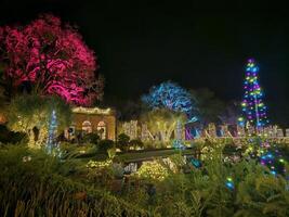 lampor med annorlunda färger projiceras på träd på natt i en historisk trädgård i san francisco kalifornien foto