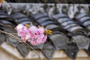 rosa japansk körsbär blommar blomma eller sakura blomimg på de träd gren. små färsk knoppar och många kronblad lager romantisk flora i botanik trädgård tak plattor bakgrund. foto