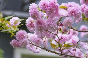 skön mjuk ljuv rosa japansk körsbär blommar blomma eller sakura blomimg på de träd gren. små färsk knoppar och många kronblad lager romantisk flora i botanik trädgård. foto