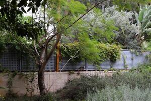 grön växter och blommor växa längs en staket i en stad parkera. foto