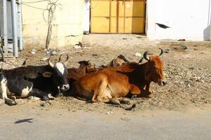 02 24 2023 delhi Indien. delhi, de huvudstad av Indien, är populär bland turister på grund av till de överflöd av attraktioner och de sammanflätning av annorlunda kulturer. foto