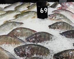 färsk thai karp eller tilapia frysning på is med pris märka och kopia Plats på fisk marknadsföra. djur, mat, kall och friskhet mataffär begrepp. foto