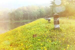 skön väg bredvid sjö och blomma med skog i de morgon- med orange Sol ljus blossa på jetkod pongkonsao naturlig studie och ekoturism Centrum, saraburi, thailand. skönhet av natur begrepp foto