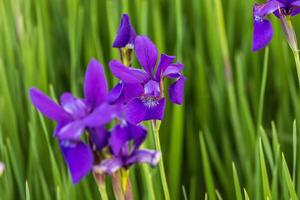 siffra av japansk iris blooms i de trädgård foto