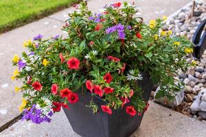 planter full av röd, gul, lila och vit miljon klockorna och Övrig blommor foto