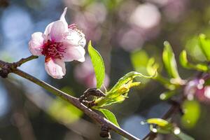 persika blomma i vår 16 foto