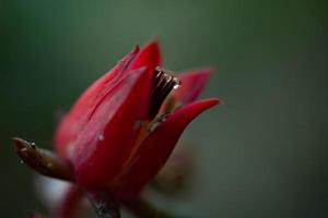 tre droppar på stigmatiseringen av en röd blomma foto