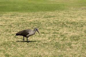 hadada ibis, fåglar i Sydafrika. foto