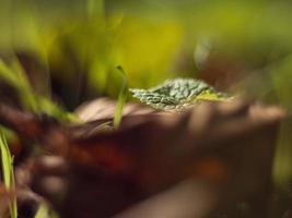 höstens gröngula blad på en suddig bakgrund. makro skott av hösten. gulnat höstlöv. trädblad med vacker bokeh foto