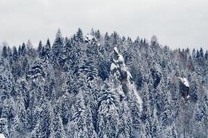 vackert vinterlandskap med snötäckta träd foto