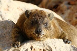 de hyrax lögner på varm stenar uppvärmd förbi de Sol. foto