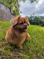 söt liten brun hund porträtt spelar i de grön gras på parkera foto