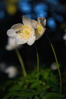 närbild skott av skön delikat vit vår blommor i de skog foto