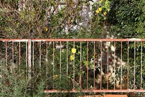 grön växter och blommor växa längs en staket i en stad parkera. foto