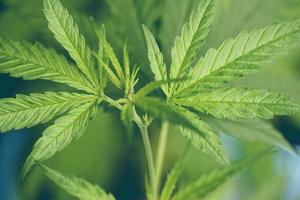 cannabisblad, marijuanablad cannabisväxtträd som växer på gården, hampablad för extrakt medicinsk hälsovård natur foto