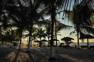 palmer på stranden foto