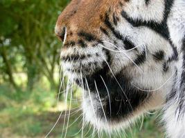 närbild av kinden på en tiger foto
