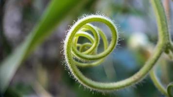 vackra detaljer av växtstam foto