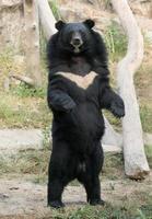 asiatisk svartbjörn foto