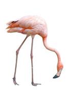 flamingo fågel isolerade foto