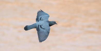 flygande duvfågel foto