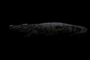 siames krokodil i mörkret foto