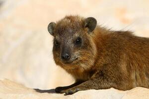 de hyrax lögner på varm stenar uppvärmd förbi de Sol. foto