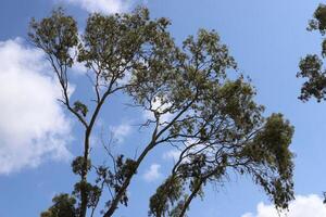 gren av en lång träd mot en bakgrund av blå himmel. foto