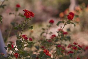 medelhavs röd blomma foto