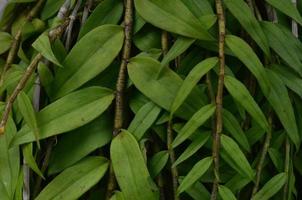 närbild gröna tropiska blad bakgrund foto