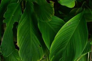 närbild tropiska gröna blad textur. lövverk bakgrund. foto