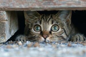 nyfiken tabby katt dölja under trä- veranda, tittar på med stor grön ögon foto