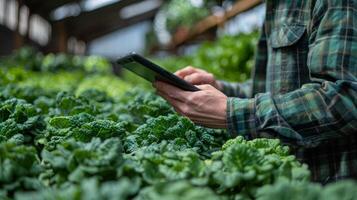 jordbrukare använder sig av digital läsplatta i grönkål fält, övervakning beskära tillväxt genom jordbruks teknologi. begrepp av modern hållbar jordbruk, data analys och smart lantbruk foto