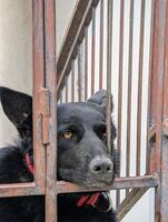 ledsen svart hund med röd krage ser tråg metall staket, husdjur och djur bakgrund foto