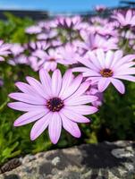 skön delikat lila rosa blommor bakgrund, säsong- mall, natur och blommig tapet foto