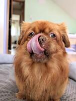 närbild porträtt av söt rolig liten brun hund med hans tunga ut, husdjur och djur bakgrund, tapet foto