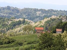 skön grön landskap, vingårdar och hus på klenice, kroatien, hrvatsko zagorje, jordbruks landsbygden foto