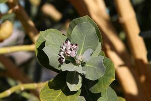 Adams äpple frukt och blommor i en stad parkera i israel. foto