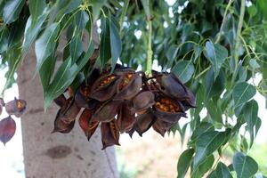 brachychiton växande i en stad parkera i israel. foto