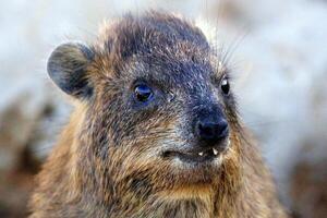 de hyrax lögner på varm stenar uppvärmd förbi de Sol. foto