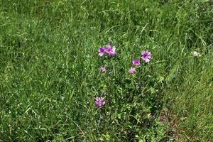 grön växter och blommor stänga upp. abstrakt naturlig bakgrund tillverkad av växter och blommor. foto