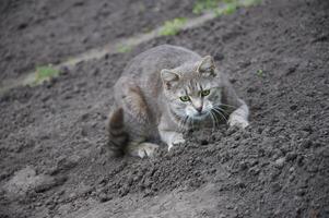 söt grå katt gående på de jord foto