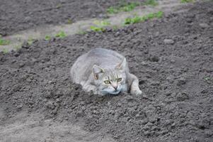 söt grå katt gående på de jord foto